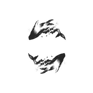 Baleen Whale HC-HC-448