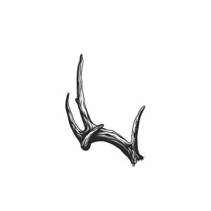 Left Side Of Antler