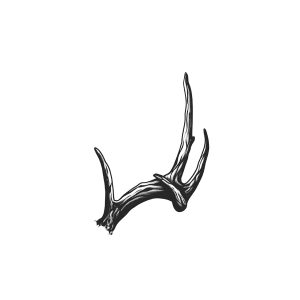 Right Side Of Antler
