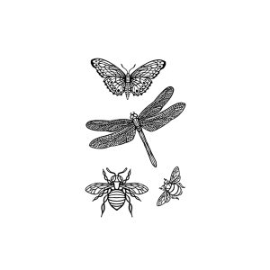 Dragonfly Butterfly Insect