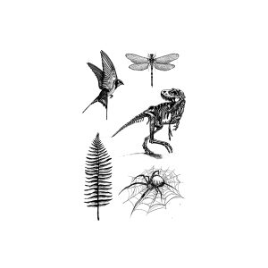 Dragonfly Swallow Spider Dinosaur Bones