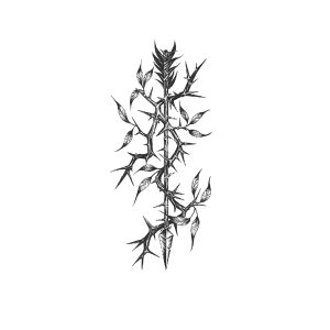 Arrow Thorns