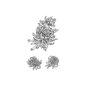 Chrysanthemum TH-GZ-103