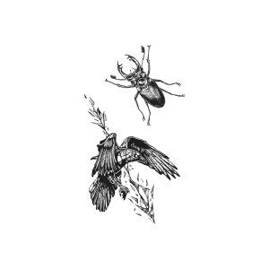 Beetle Pierced By An Arrow