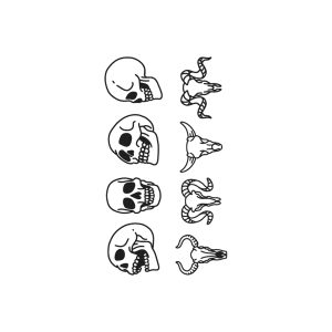 Skull Bull Head Deer Head