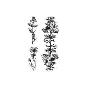 Green Leaf Chrysanthemum Flowers