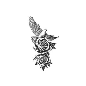 Peace Dove Rose